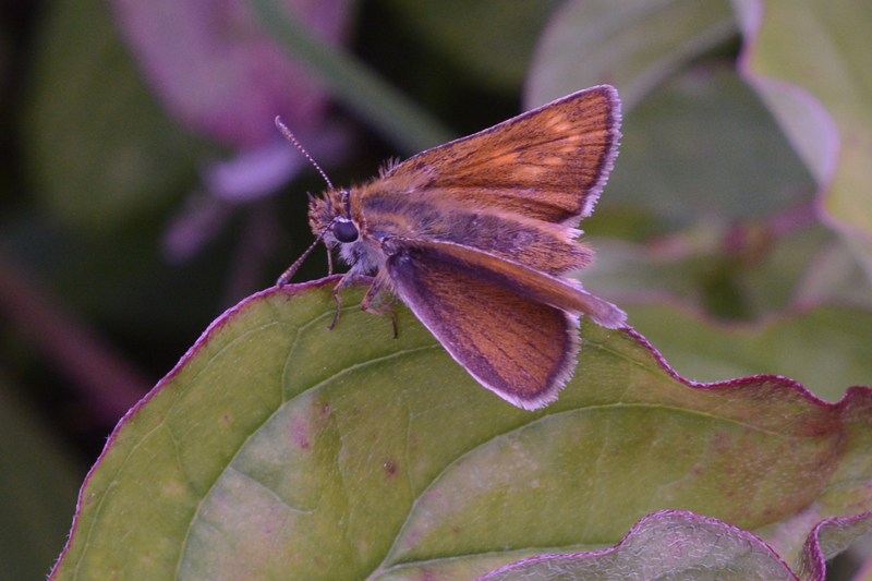 Lulworth Skipper