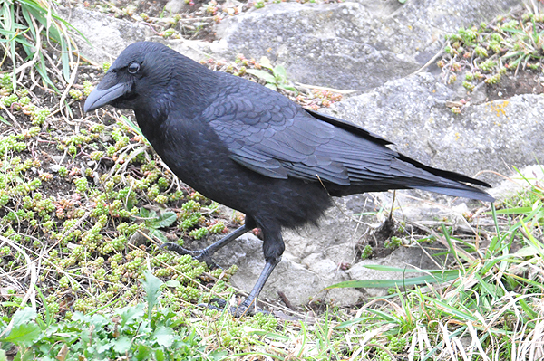 Carrion Crow