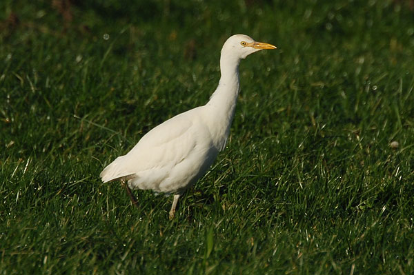 Cattle Egret River Otter, Devon