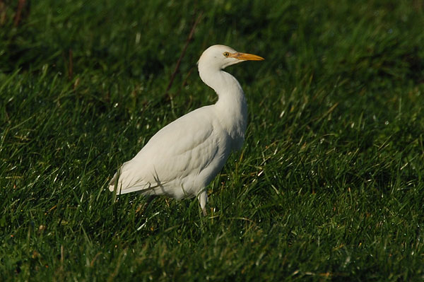 Cattle Egret River Otter, Devon