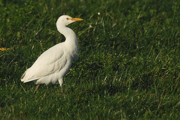 Cattle Egret River Otter, Devon