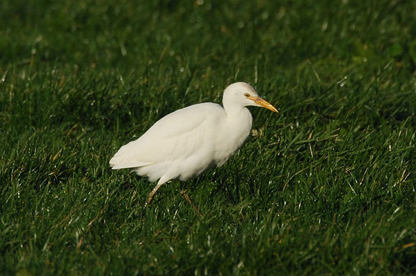 Cattle Egret River Otter, Devon