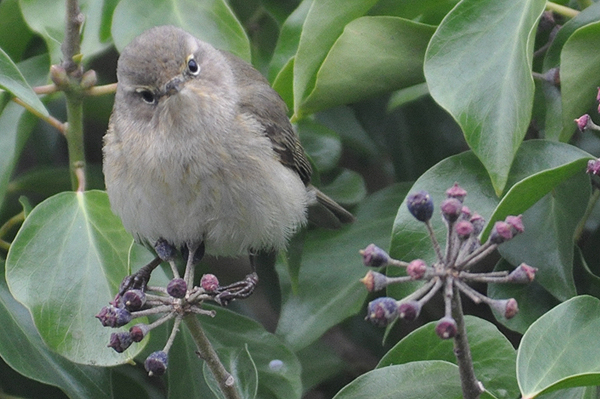 Chiffchaff