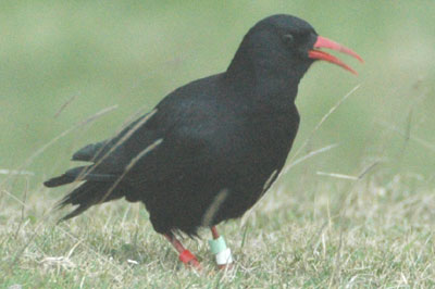 Chough