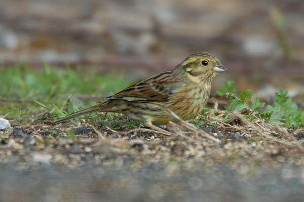 female Cirl Bunting