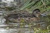 garganey2-16-12-07