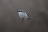 ggshrike2-16-1-03