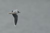 littlegull-13-4-07