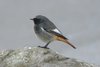 blackredstart2