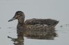 garganey2-15-12-07