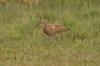 whimbrel-27-4-07