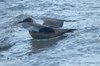 bonxie-7-12-06