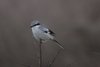 ggshrike-16-1-03