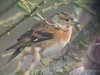 brambling