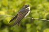 housemartin-27-5-07