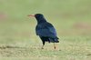 chough-8-3-07