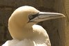 gannet2-6-7-07