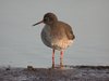 redshank