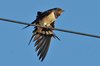 swallow-15-9-07