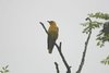 GoldenOriole