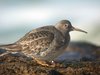 purplesandpiper