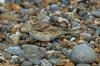 laplandbunting-25-11-07