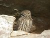 littleowl