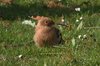 hoopoe-17-4-04