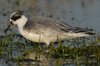 greyphal5-19-12-06