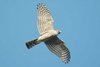 sparrowhawk