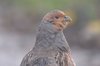 greypartridge-6-12-06