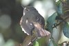 chiffchaff3