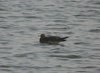 arcticskua