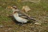 snowbunting-25-11-07