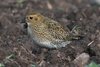 goldenplover