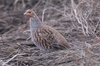 greypartridge2-15-10-07