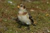 snowbunting3-25-11-07