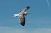 ylgull5-22-1-07