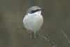 ggshrike3-16-1-03