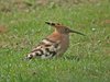 hoopoe2-17-4-04
