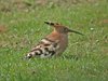 hoopoe2-17-4-04