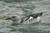 blackguillemot