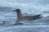 bonxie2-7-12-06