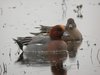 maleandfemalewigeon