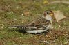 snowbunting2-25-11-07