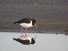 oystercatcher