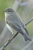 willowwarbler-13-4-08