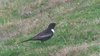 ringouzel-20-4-08