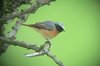 redstart2-6-4-08