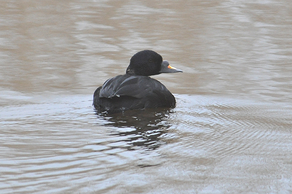 Common Scoter